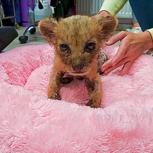 A tiny lion cub looking very sickly, standing on a pink towel, supported by a person's hands