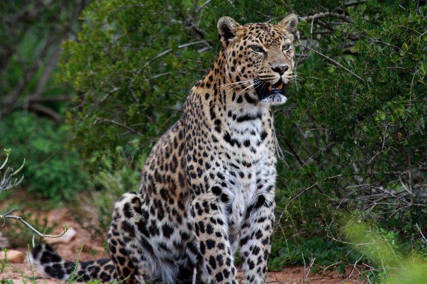 A leopard sitting up against some dark green bushes
