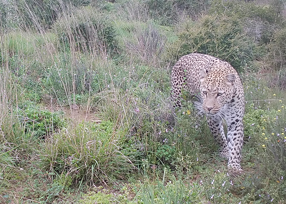 Photo of Zeiss the leopard stalking through long grass