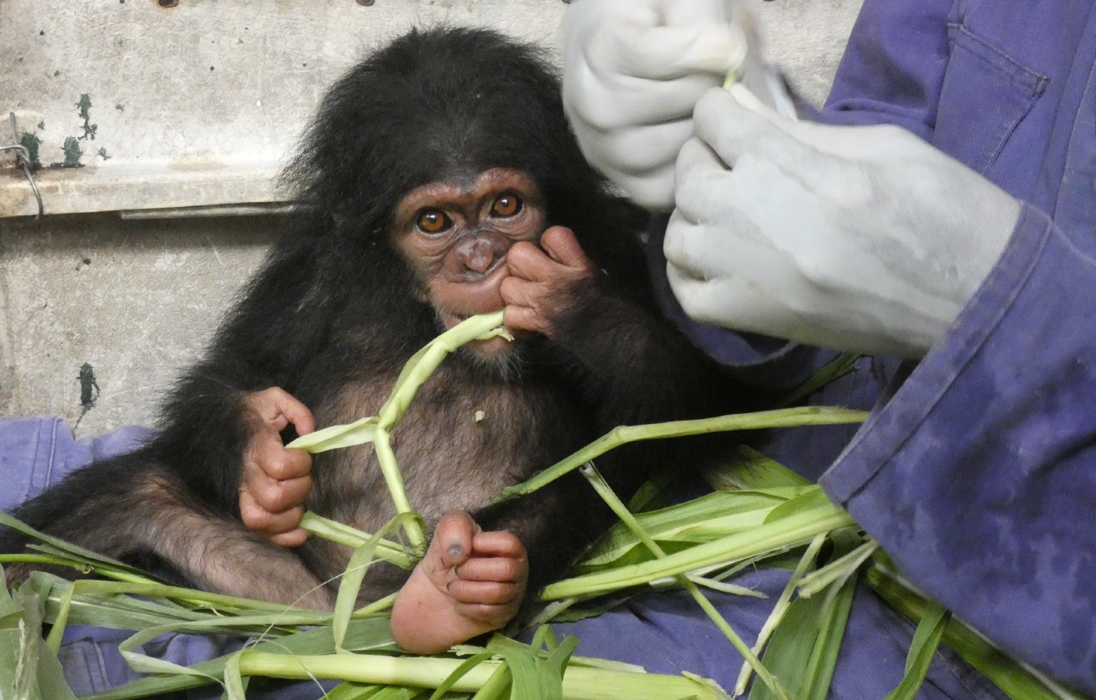 A baby chimp being cared for by a sanctuary vet, sitting surrounded by leaves