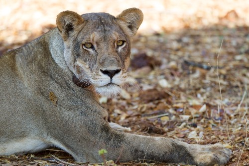 A lioness lying in the sunshine looking directly into the camera.