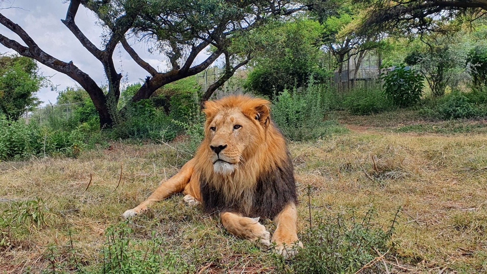 A beautiful male lion lying in long grass