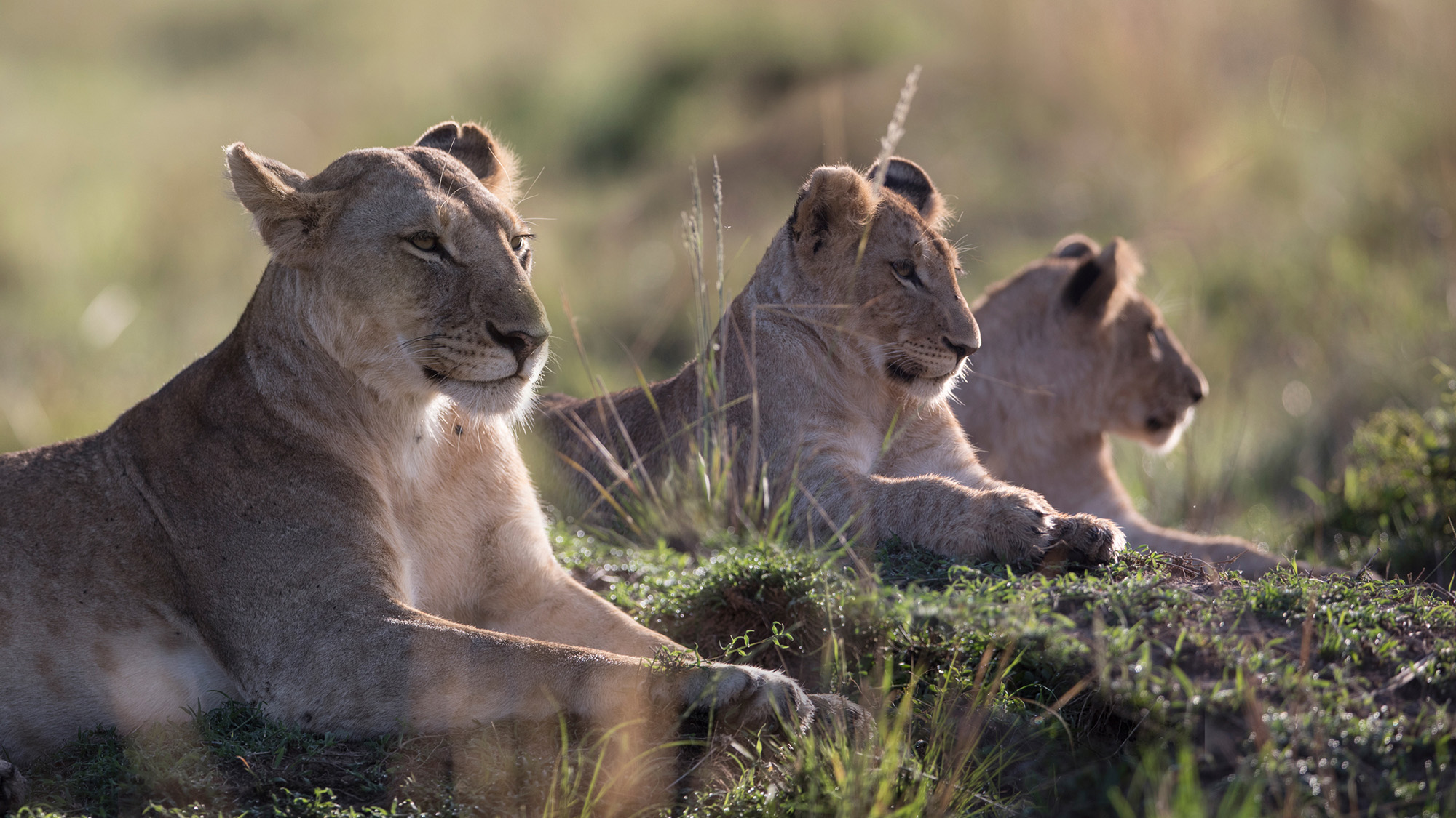 Ab lioness and two cubs lying in long grass, looking straight ahead