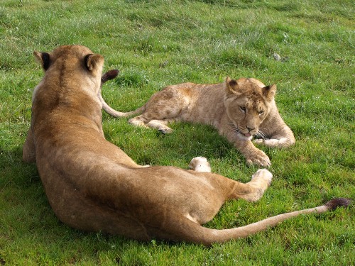 blair drummond safari park incidents