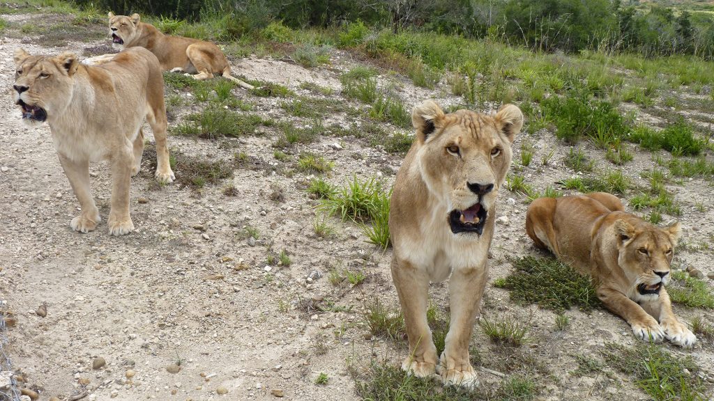Four lions, standing in a group facing the camera