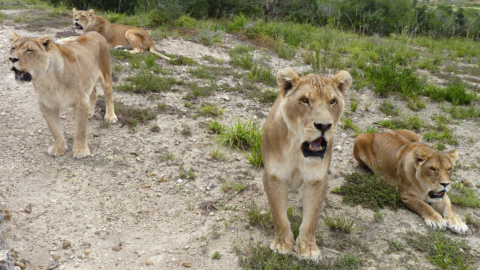 Photo showing the four Lions of Lockdown - Saida, Bellone, Angela and Louga