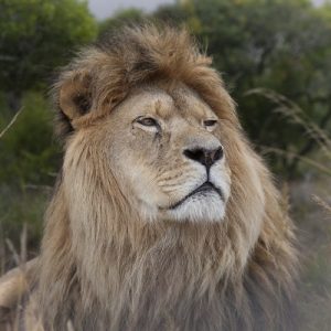 A male lion lifts his head and stares into the distance