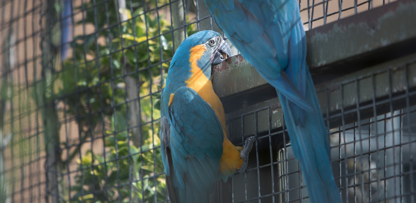 Two blue and yellow parrots are inside a cage. They are climbing up and biting the bars. One parrot is in full view and the other is higher up so only the tail is visible.
