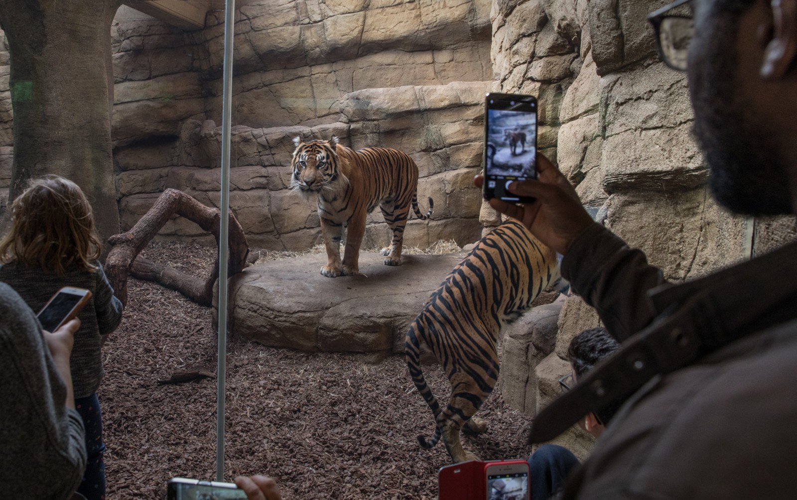A tiger stands in a zoo enclosure surrounded by people taking photos of it with their mobile phones.