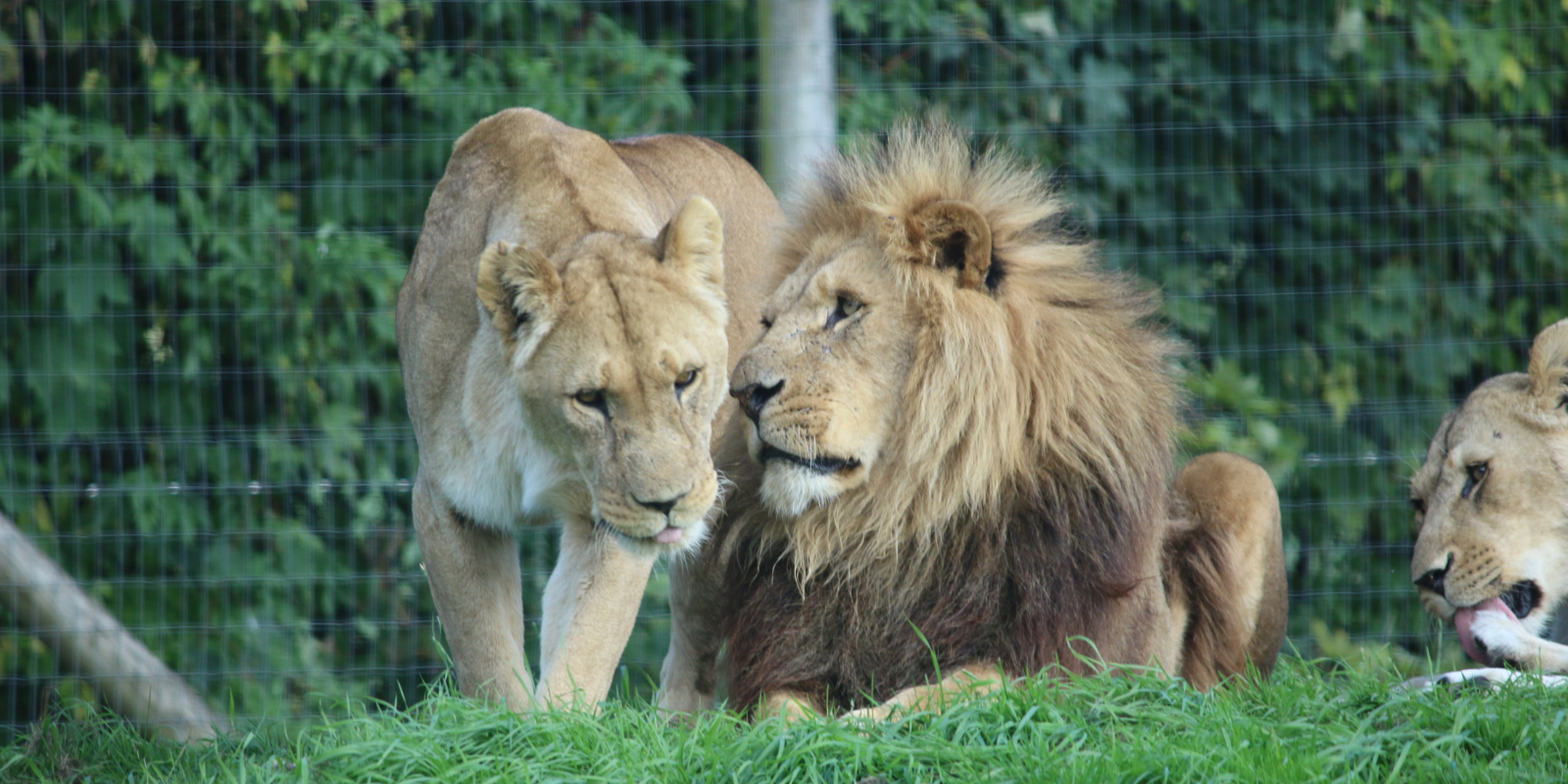 A photo of lions at Longleat Safari Park in 2021