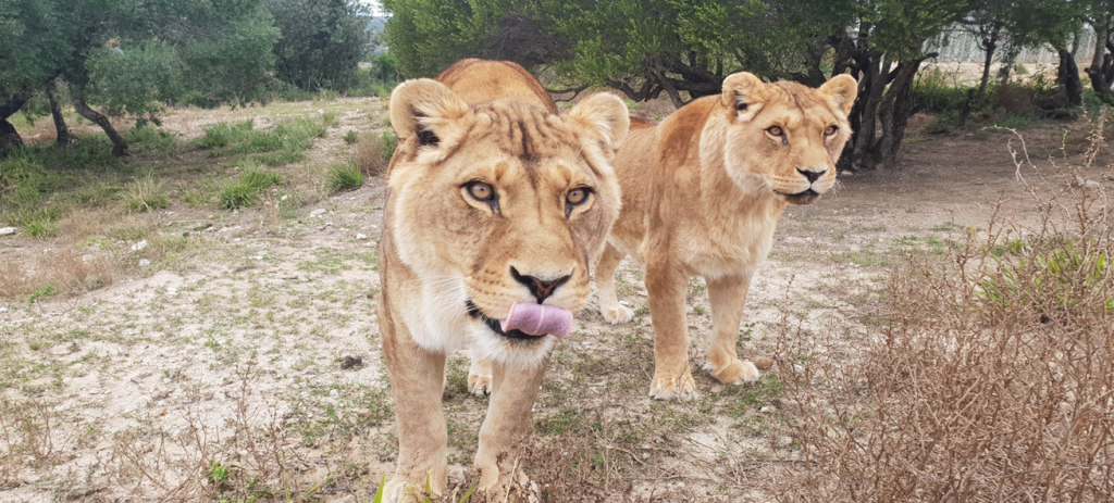 Two lionesses walking towards the camera, the closest lioness is licking her lips