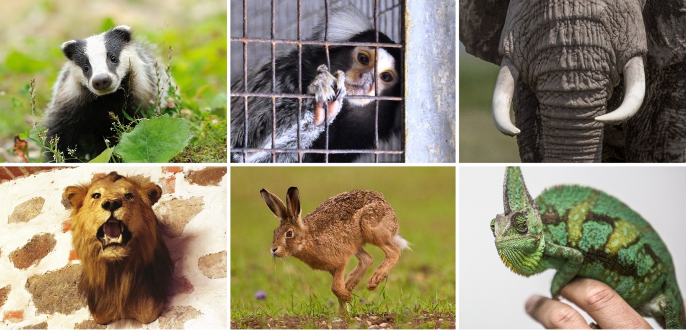 A montage of images featuring a badger, a monkey in a cage, an elephant, a lion head on a wall, a hare and a chameleon