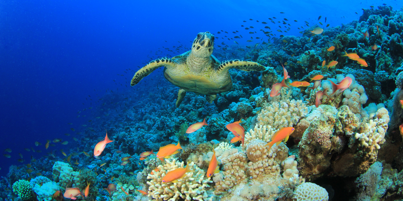 A photo of a sea turtle in a coral reef.