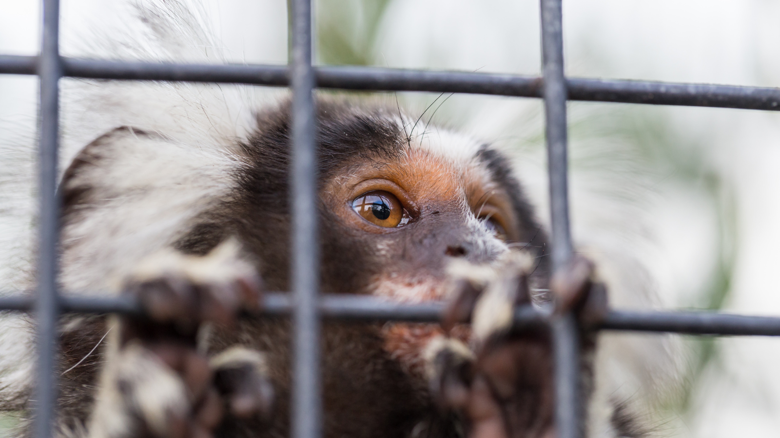 A photo of a common marmoset looking through the bars of their cage.