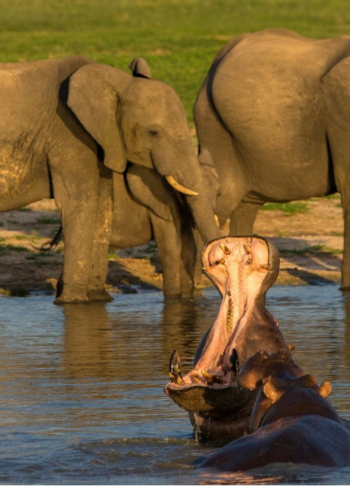 A photo of a group of elephans drinking from a river where a hippo is also swimming, with its mouth open