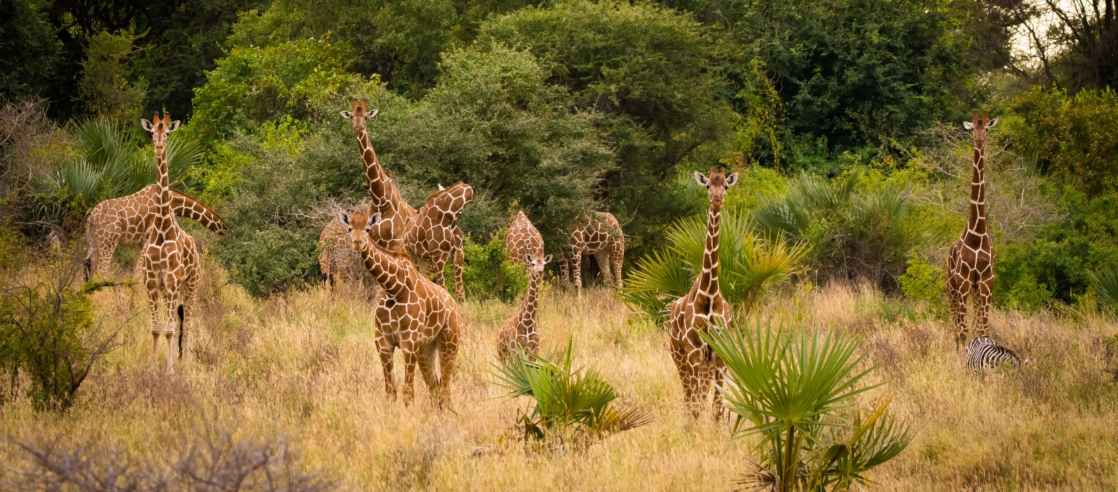 A photograph of of a group of 11 giraffes - some adults and some infants, standing in lush greenery, with plants and grasses. There is also a zebra grazing towards the right hand side of the shot.
