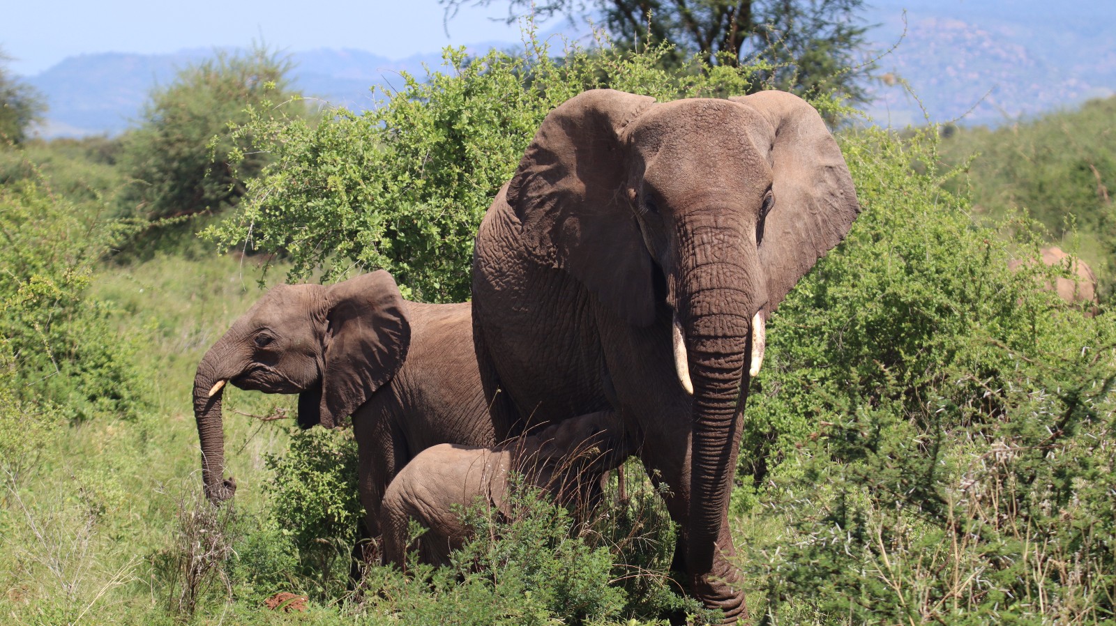 A photo of an adult, sub-adult and baby elephant in Kenya