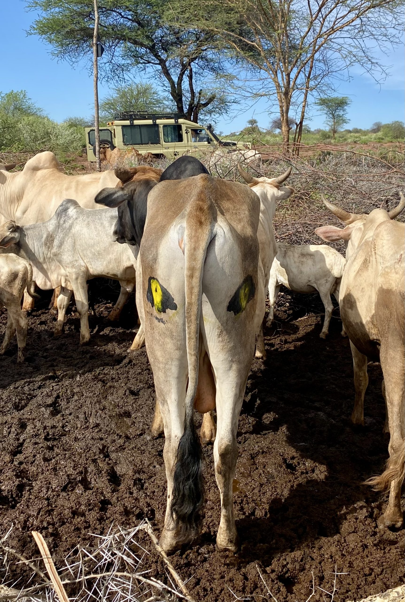 cow_with_painted_eyespots