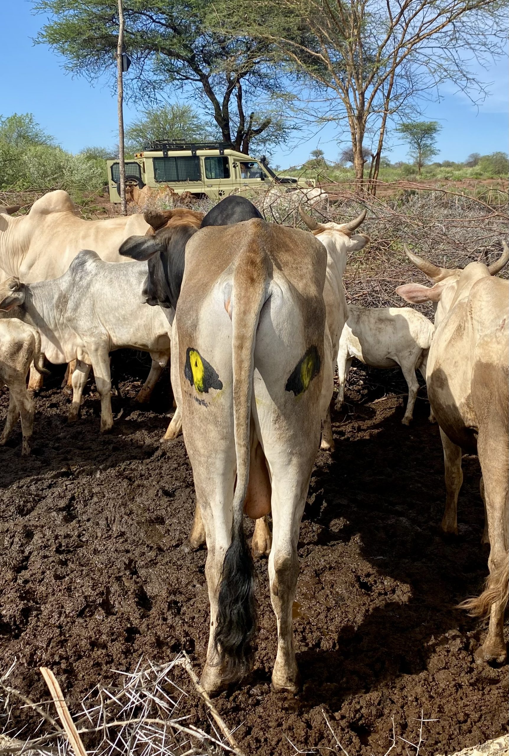 cow_with_painted_eyespots