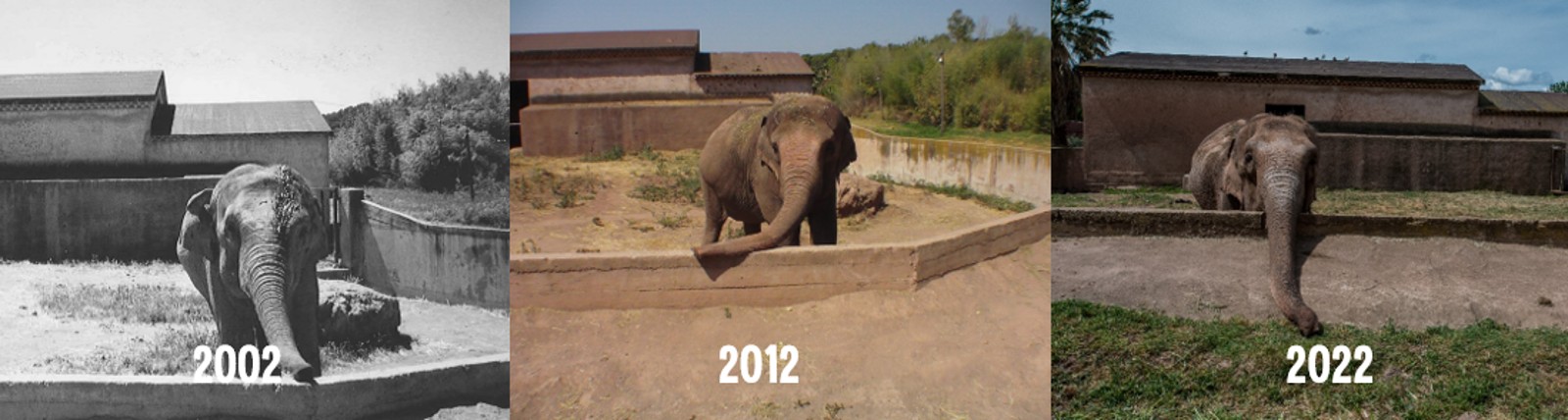 three images side by side showing elephants in small zoo enclosures, each taken 10 years apart.
