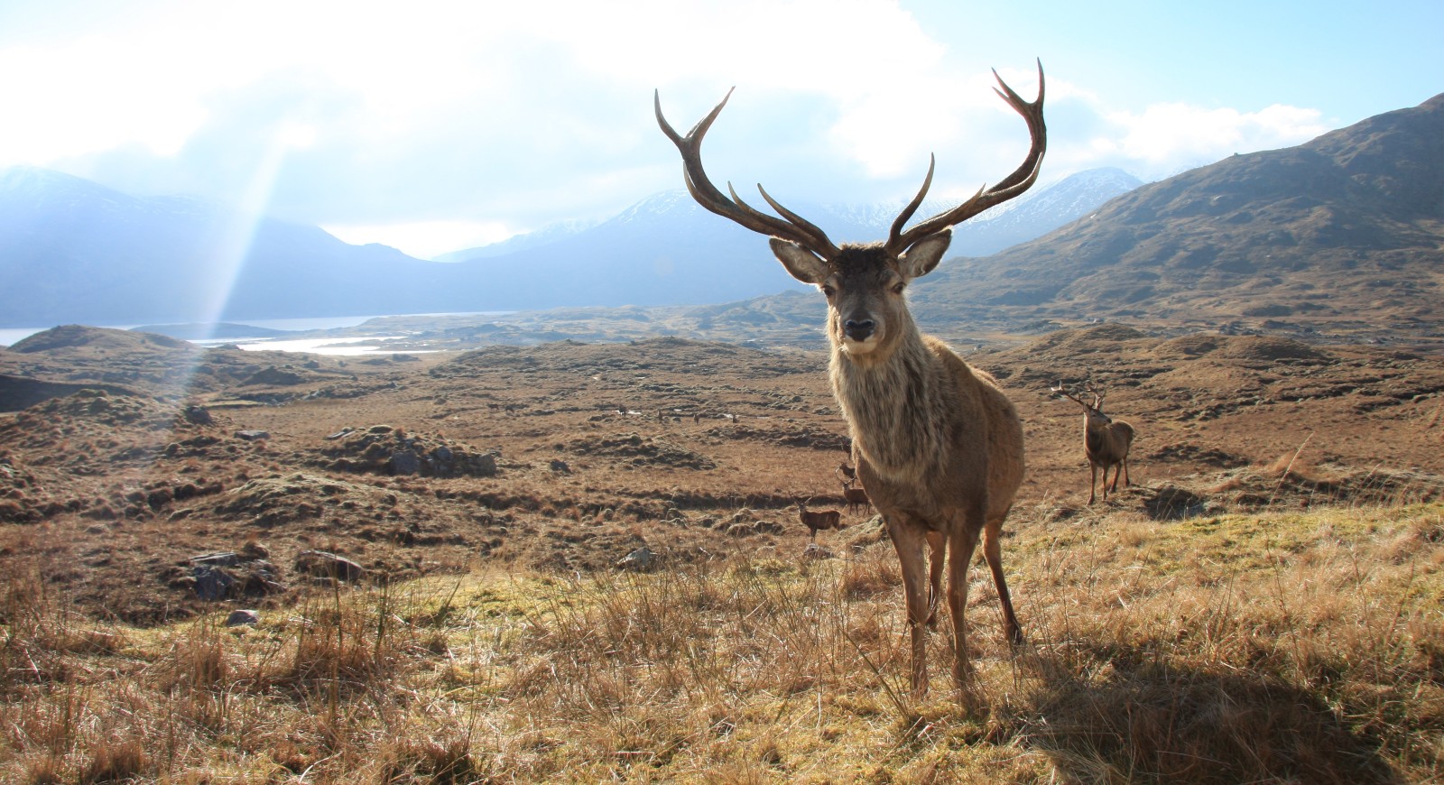 A photo of a wild stag standing on a mountain with blue sky behind it.