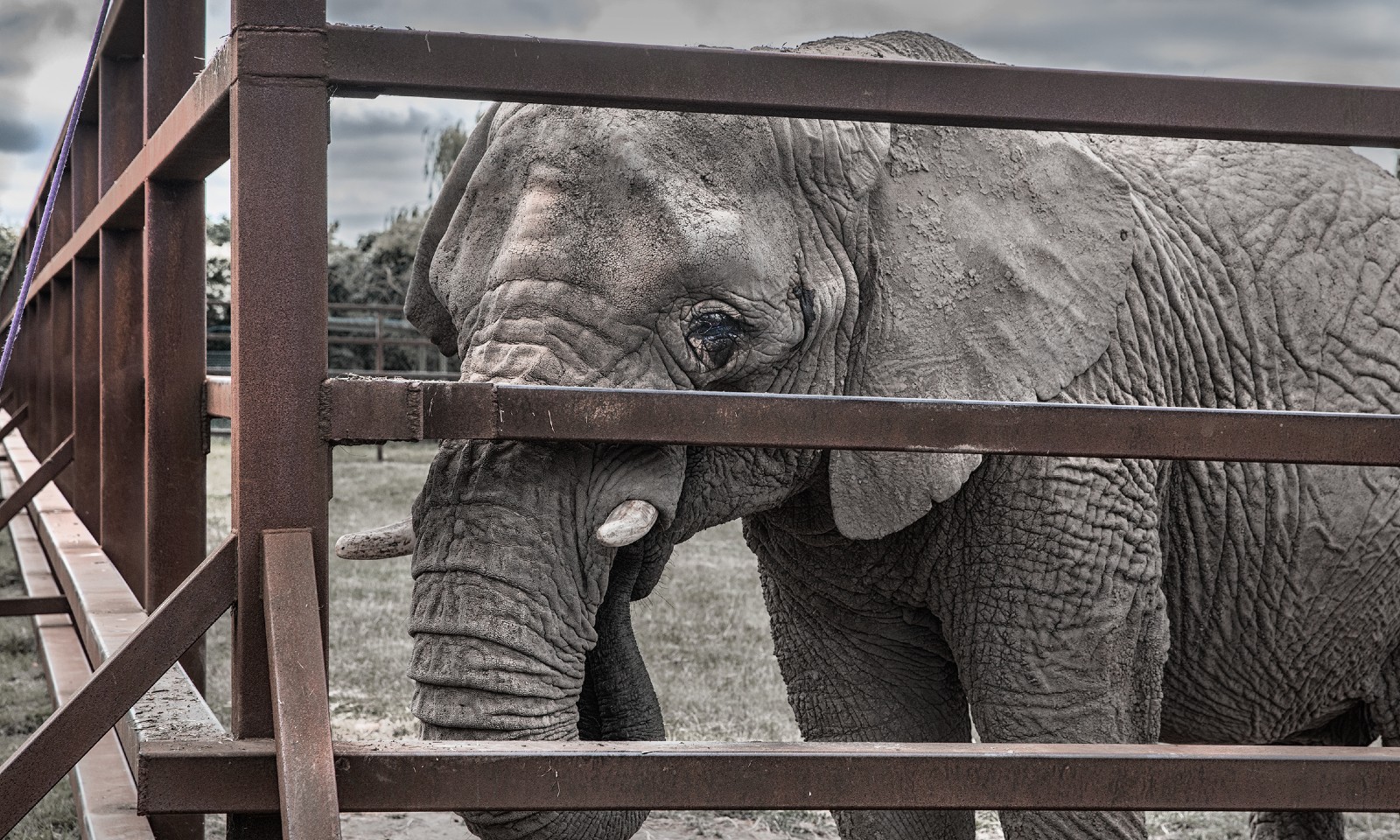 A solitary elephant standing by the bars of an enclosure