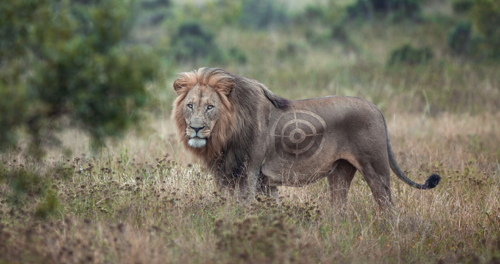 A photo of a lion which has a computer-generated target on its side.