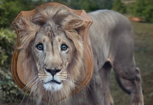 A photo of a lion with a trophy board mounted against his head (computer generated)