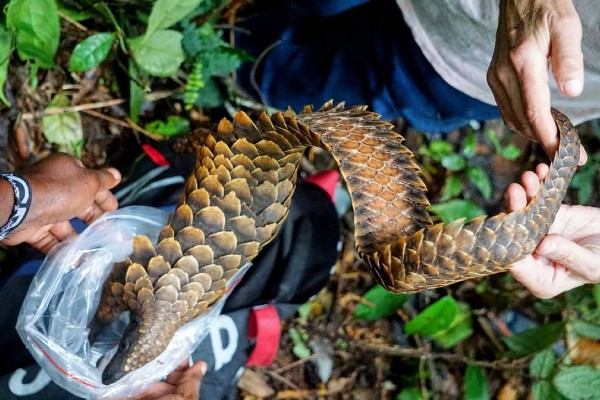 A photo of a pangolin being held by two people as it undergoes a health check.