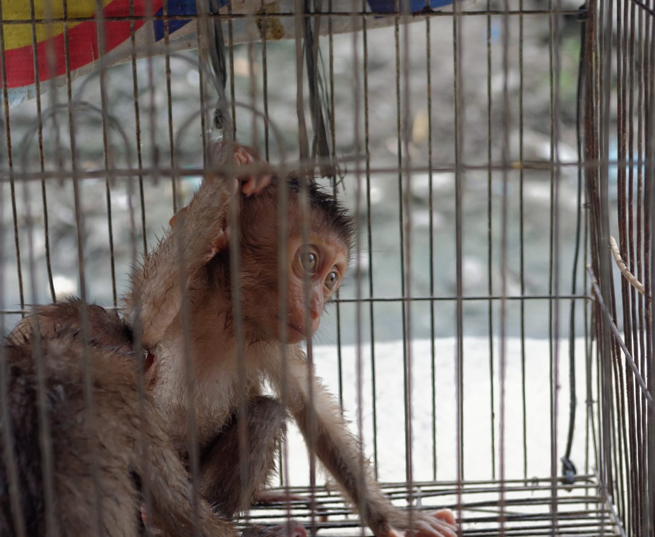 A monkey in a cage