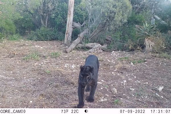 A camera trap image of a black leopard creeping through the undergrowth
