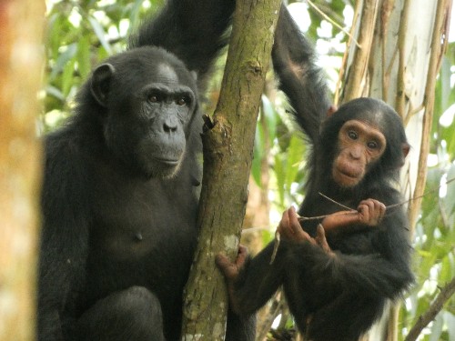 Two chimpanzees sitting in a tree