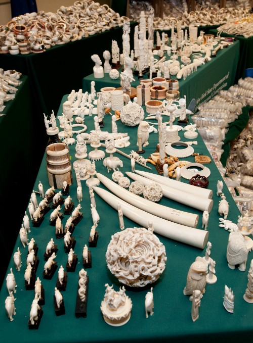 A photo of a large table covered with thousands of small ivory items
