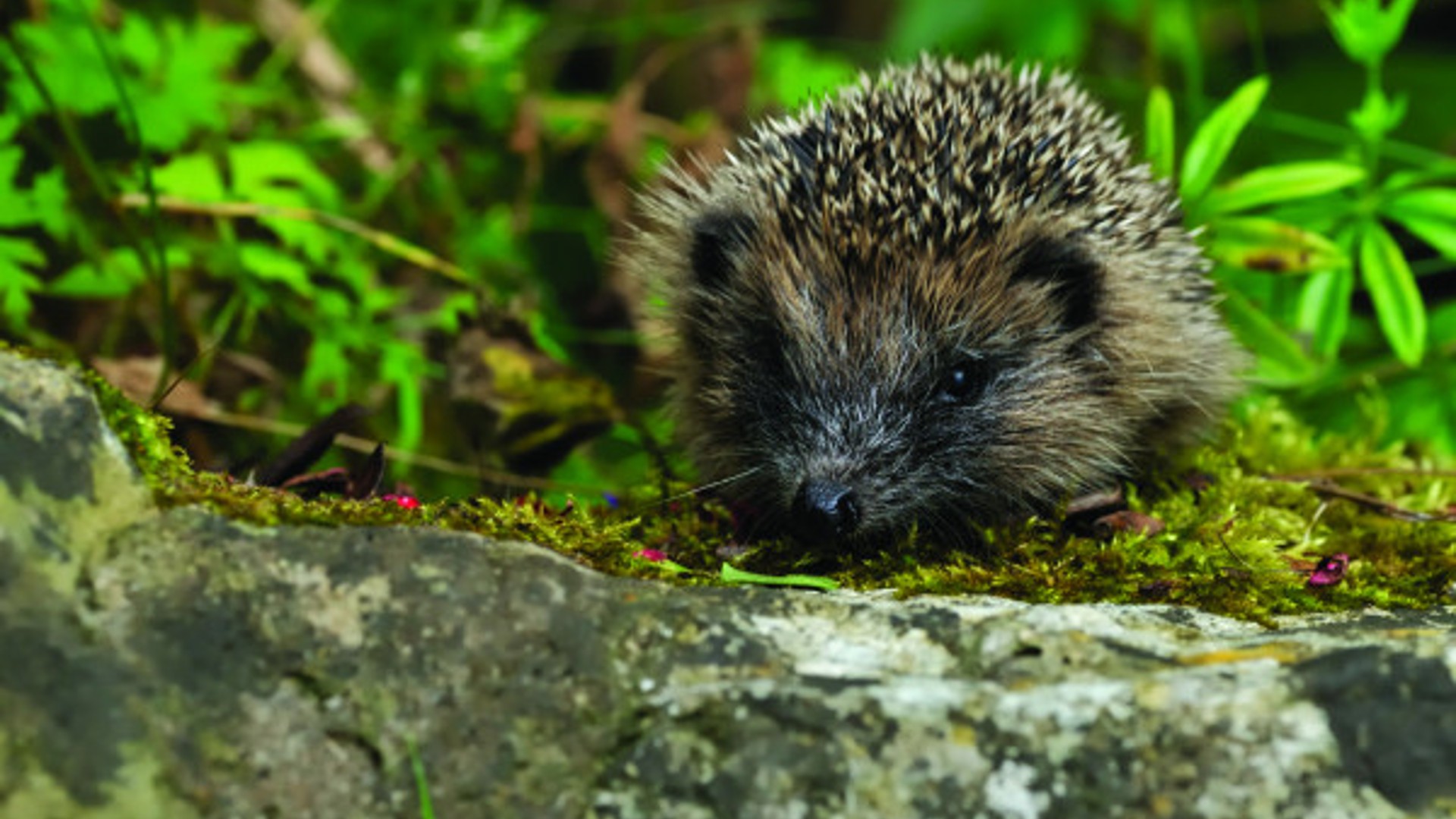 A wild hedgehog in the undergrowth