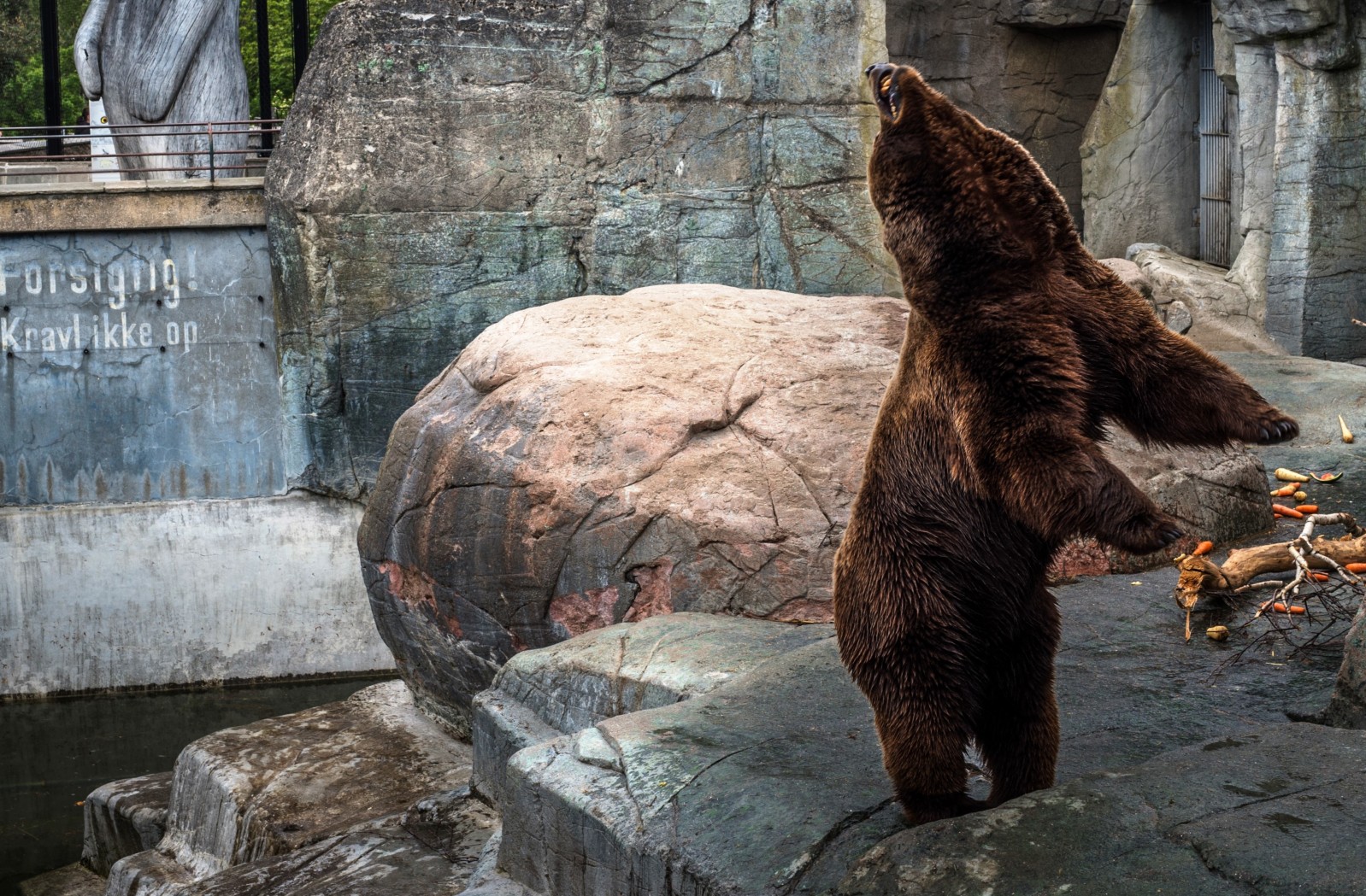 Neck-twisting bear at zoo