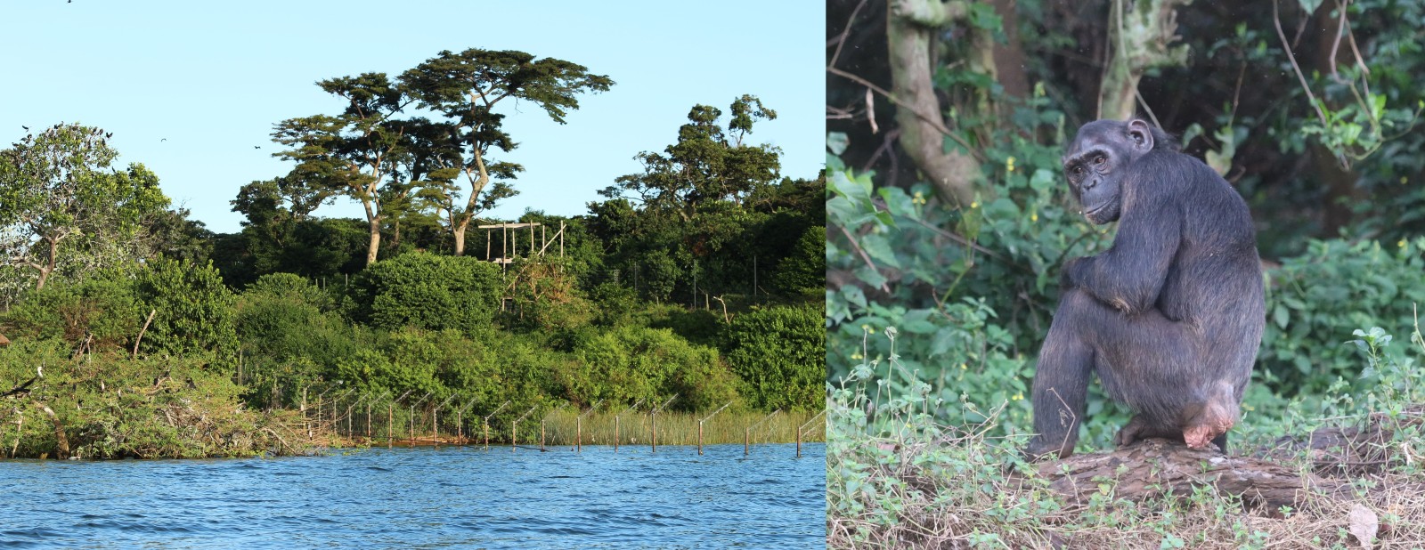 Left: Chimpanzees in trees at Ngamba Island sanctuary. Right: Sara the rescued chimpanzee