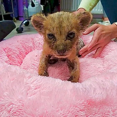 A tiny, sickly looking lion cub on a pink fleecy blanket, in a rescue centre