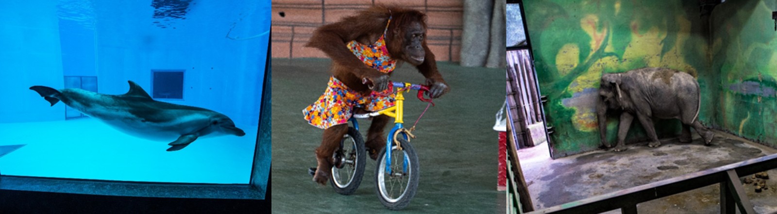 Three photos of captive animals. Left to right: A dolphin in a small tank; an orangutan wearing human clothes and riding a bike; a solitary elephant in a barren enclosure.