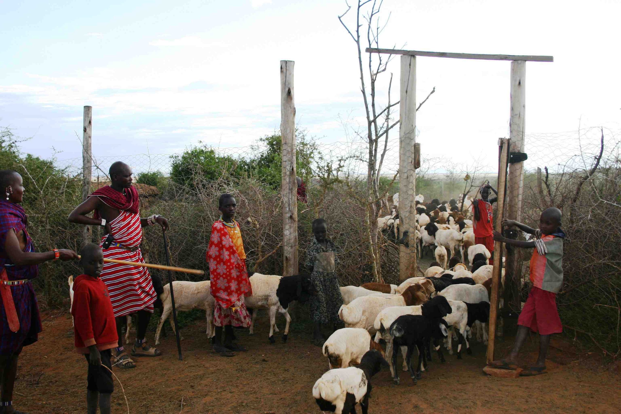A predator proof boma constructed by Born Free in use, with livestock being herded inside