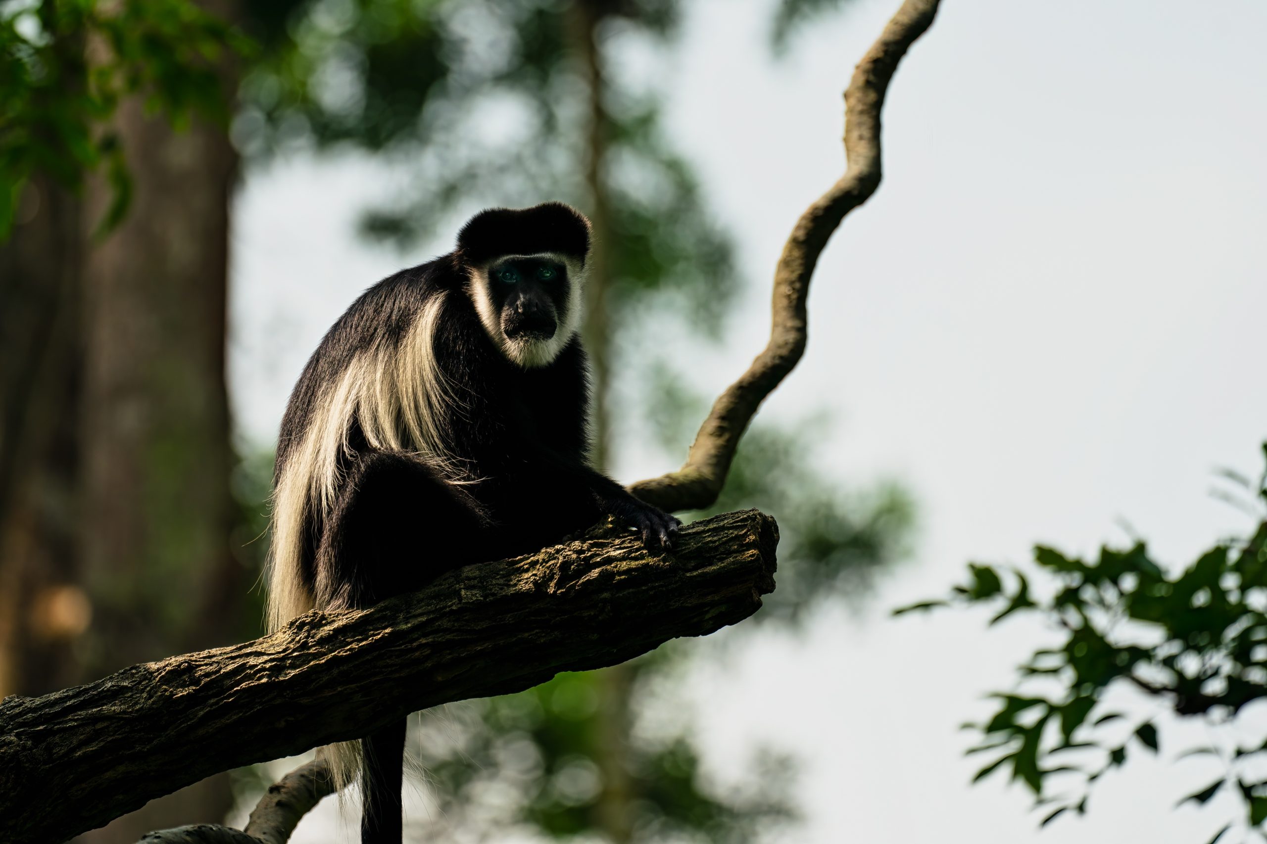 A colobus monkey perched atop a tree branch.