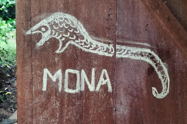 A photo of a wooden wall with a pangolin drawn on it in chalk and the word MONA written below