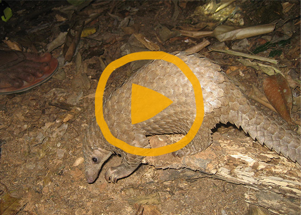 Photo of a pangolin at night with a play button over the top