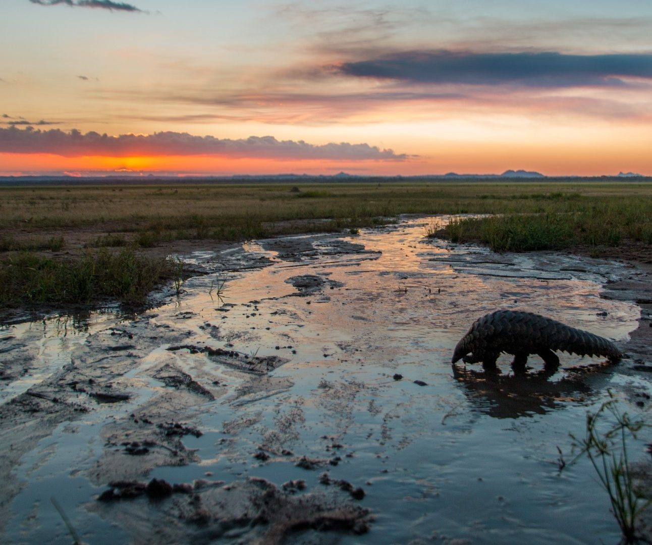 A wild pangolin crossing marshland with a stunning sunset in the background