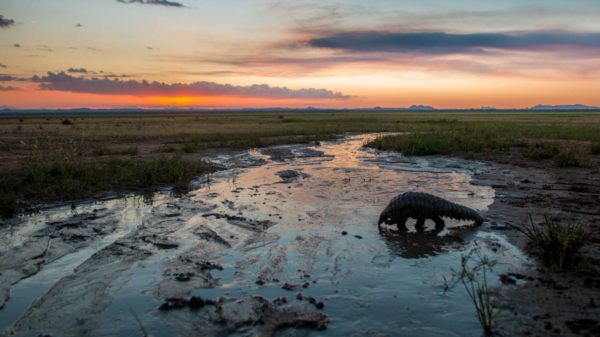 A wild pangolin crossing marshland with a stunning sunset in the background