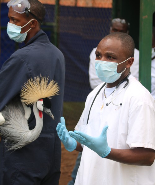 Two men are shown in veterinary scrubs, wearing facemasks and gloves. The man in the foreground is wearing a white coat and is about to examine a crane for health issues.