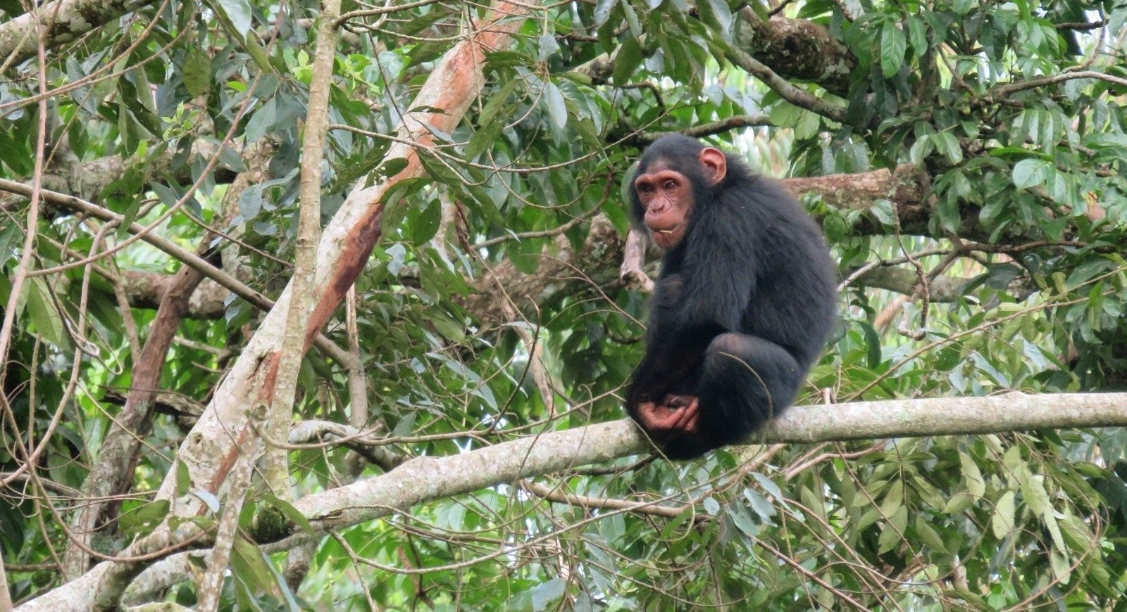 A photo of a chimpanzee sitting high up in the branches of a green tree