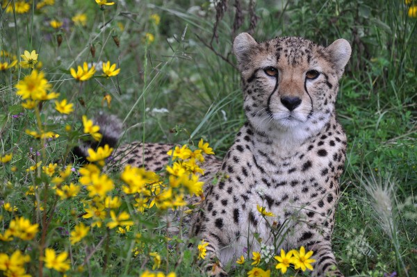 A photo of a cheetah lying in a field of yellow flowers