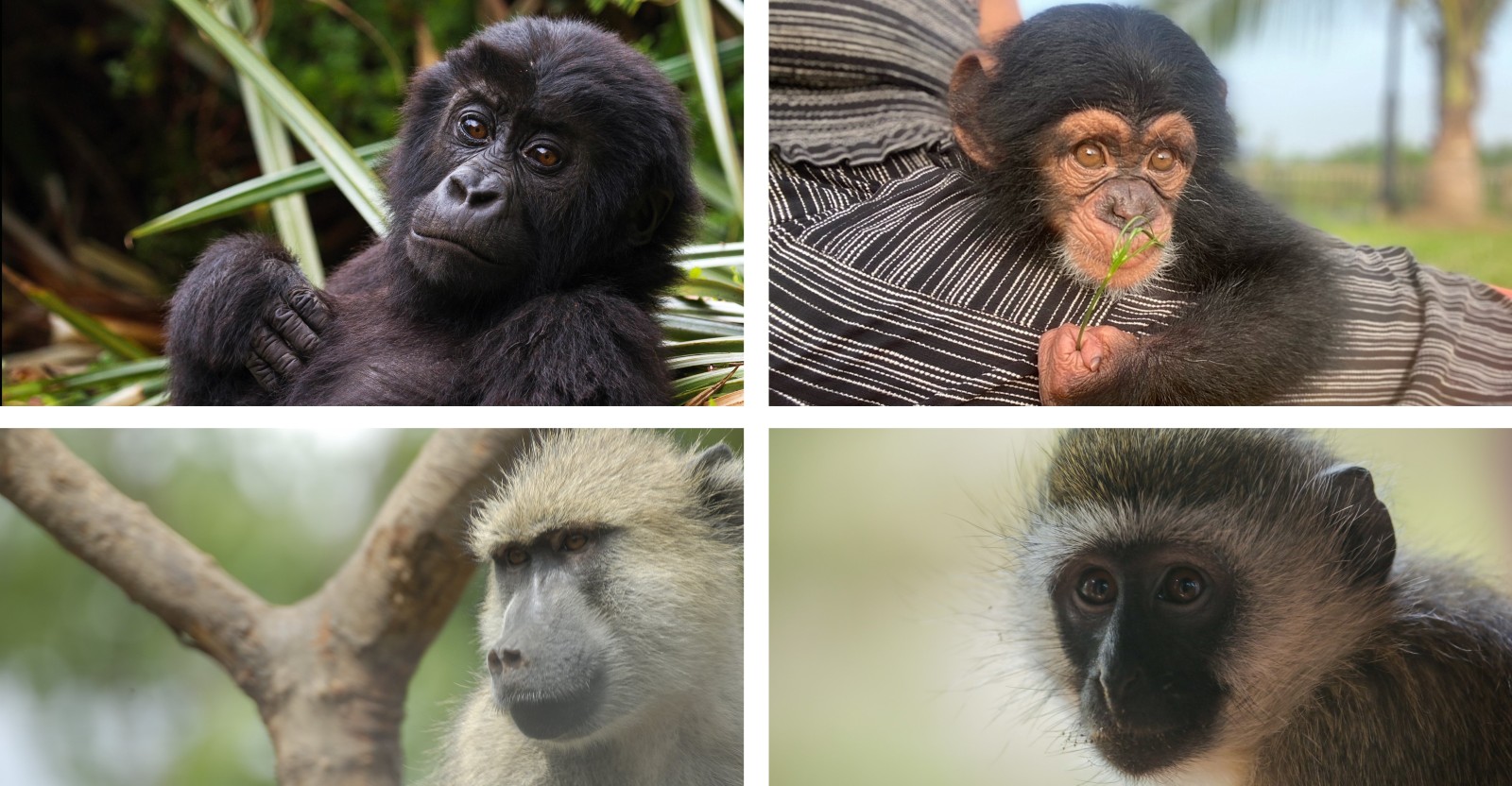 Clockwise from top left: Image of a baby gorilla with jungle background; Baby chimpanzee being held by a rescuer, a baboon in a tree, and a vervet monkey.