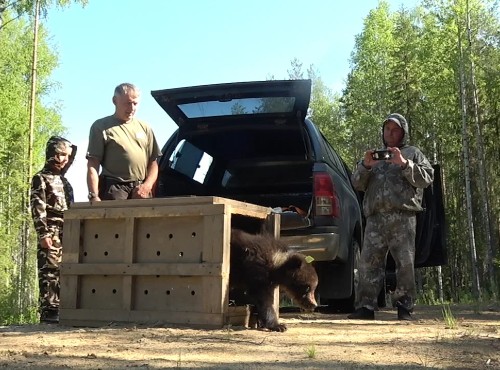 A group on three men standing in the forest, with a car boot open. On the ground, a brown bear is emerging from a travel crate into the wild.