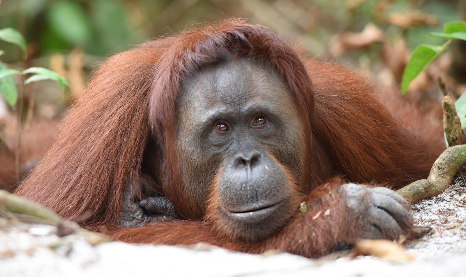 A close-up photo of an orangutan leaning its head on its hands with a backdrop of trees and vegetation